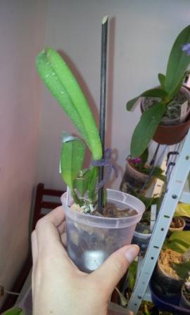 C.persivaliana tipo"Remolacha"(19-6) x SELF