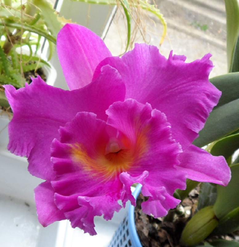 Brassolaeliocattleya Pink Empress 'Ju-Sen' (Bc. Mount Hood x Blc. Bryce Canyon).