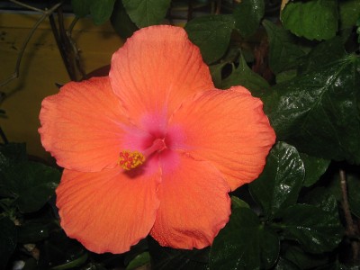 IMG_0004_1.jpg