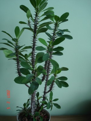 e. Milli