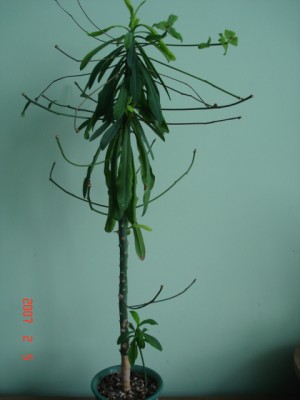 e. bubalina