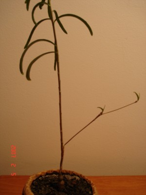 e. heduotodis