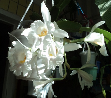 DSC03222-s.jpg