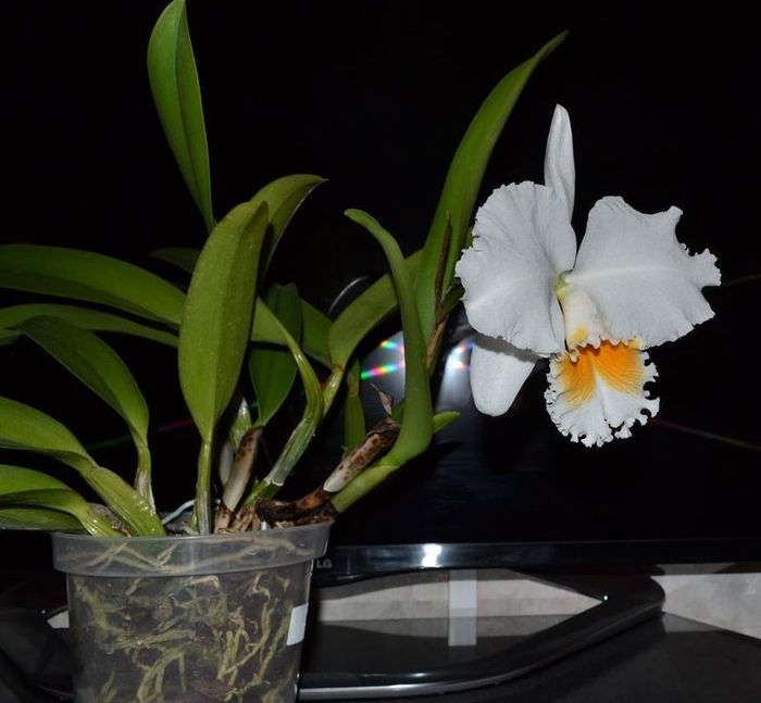BLC. Eagle Eye "All Victory"