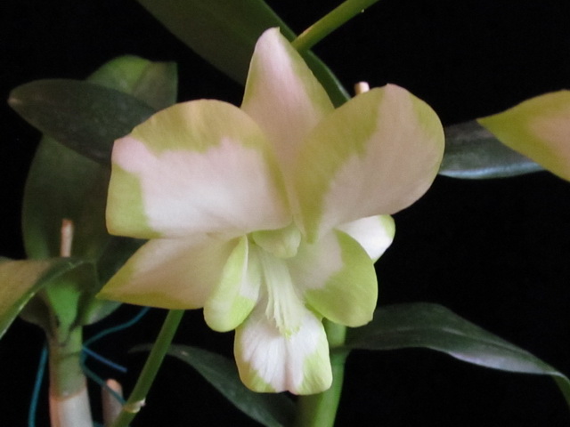 Den. Liberty White