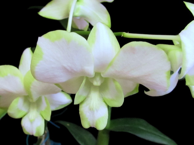 Den. Liberty White