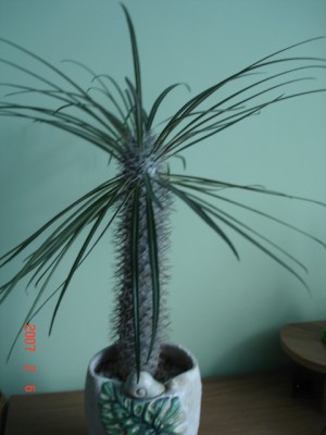 p. lamerei