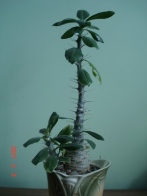p. saundersii