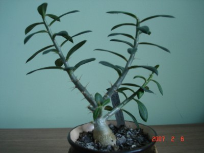 p. bispinosum