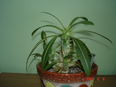 p. horombense