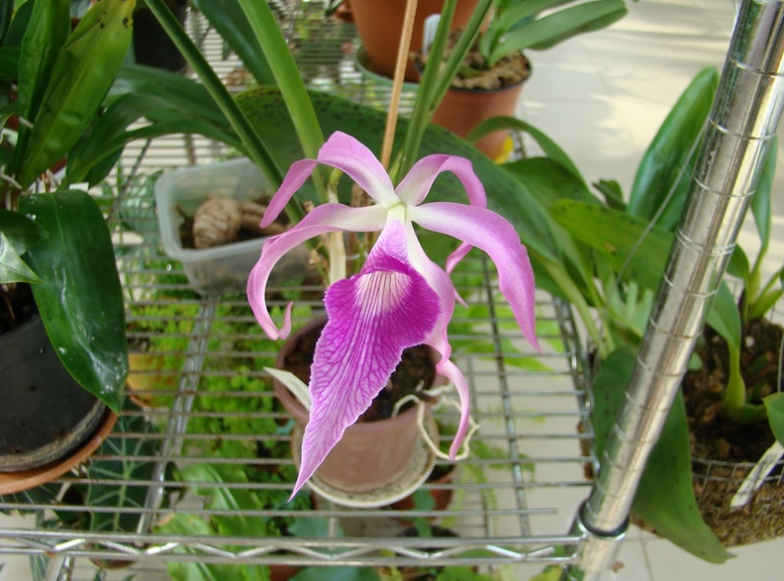 Blc Amethyst.jpg