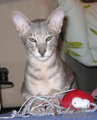 _кот.jpg