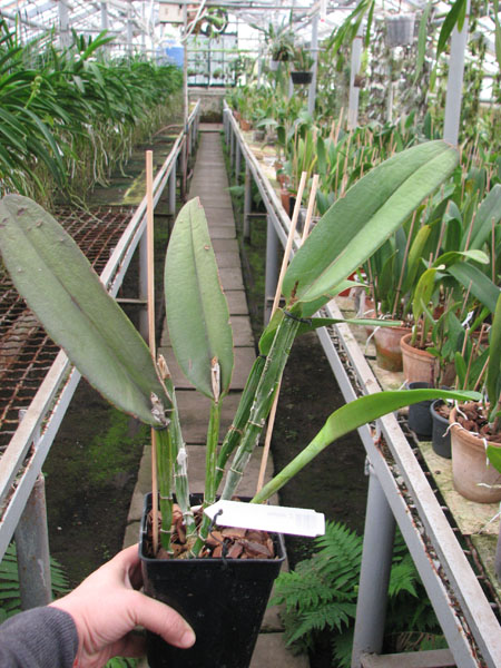 Cattleya maxima.jpg