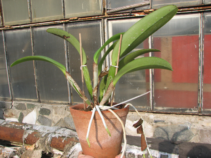 Cattleya maxima.jpg