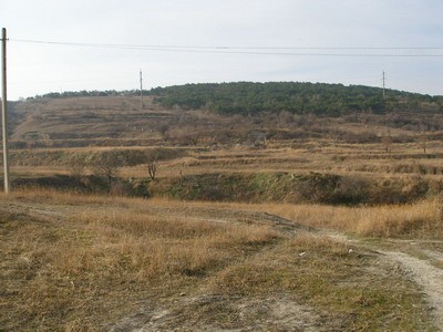 P1010011_1.jpg