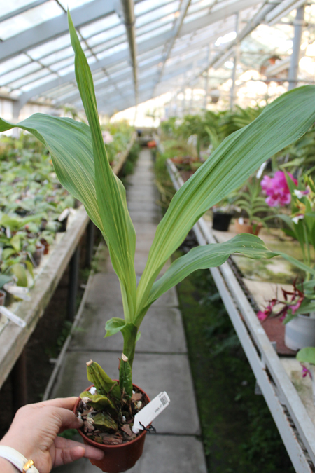 Lycaste Kibune.jpg