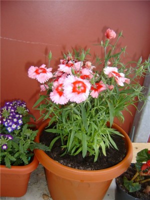 a50eb7cb77be.jpg