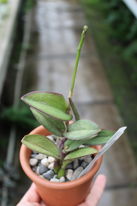 Laelia milleri.jpg