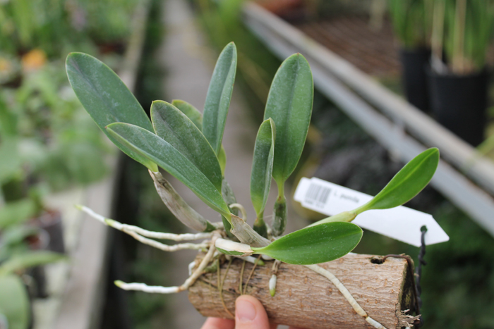 Laelia pumila.jpg