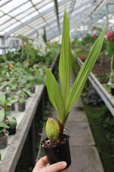 Lycaste Sakura.jpg