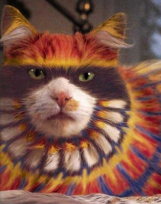 cat.jpg