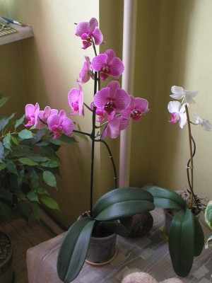 P2270029_resize.jpg