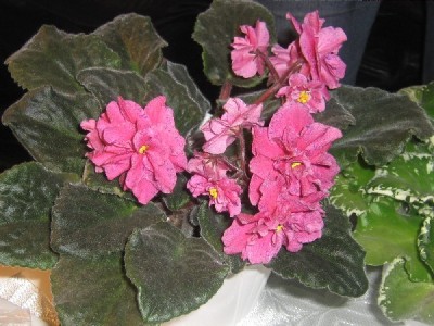 CoralFentesy.jpg