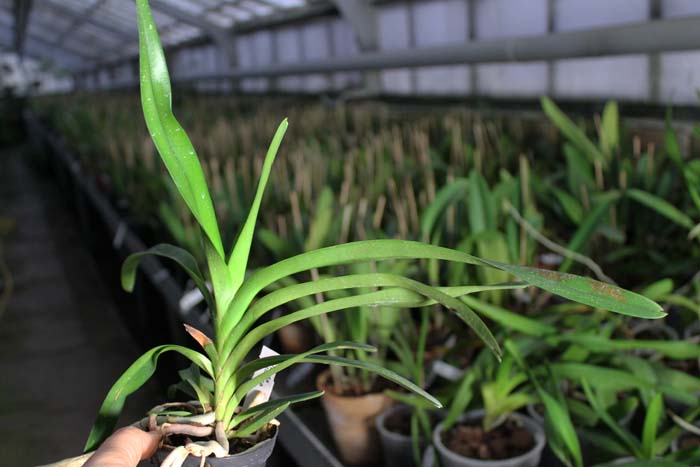 Vanda luzonica.jpg