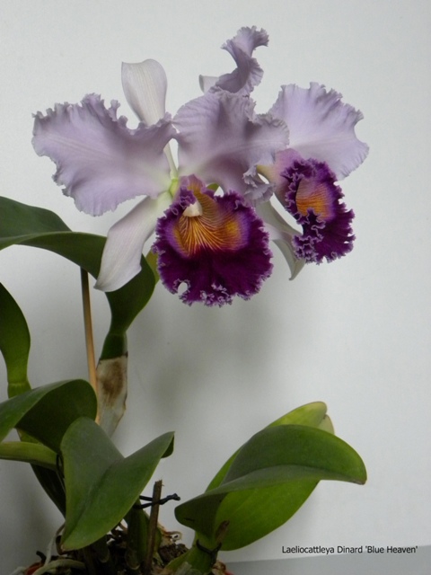 DSCN9443.JPG