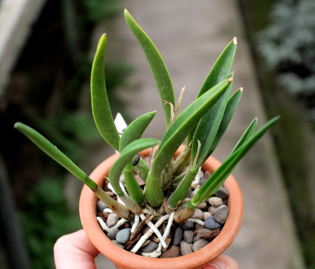 Laelia reginae.JPG