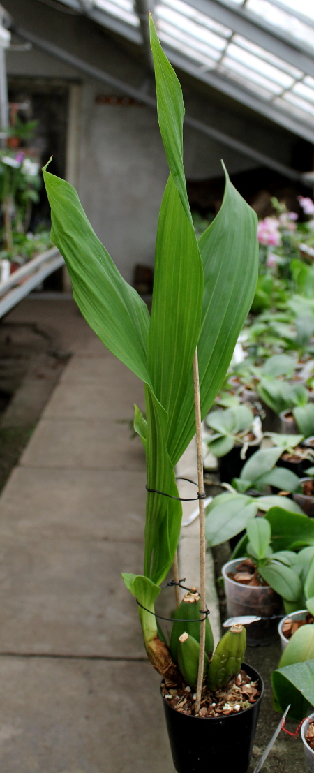 Lycaste Kibune.JPG