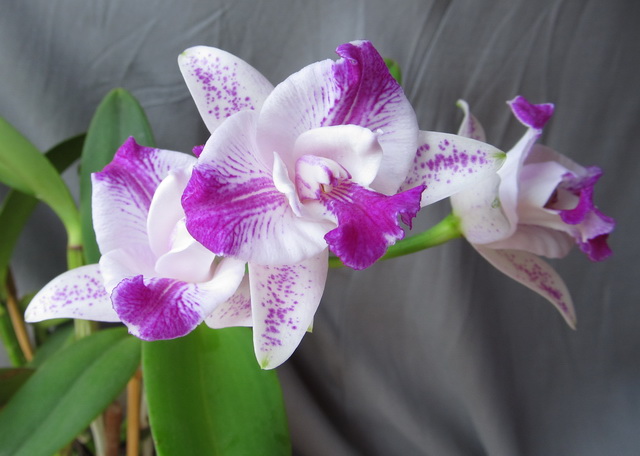 C. luteola 'ORCHIS'