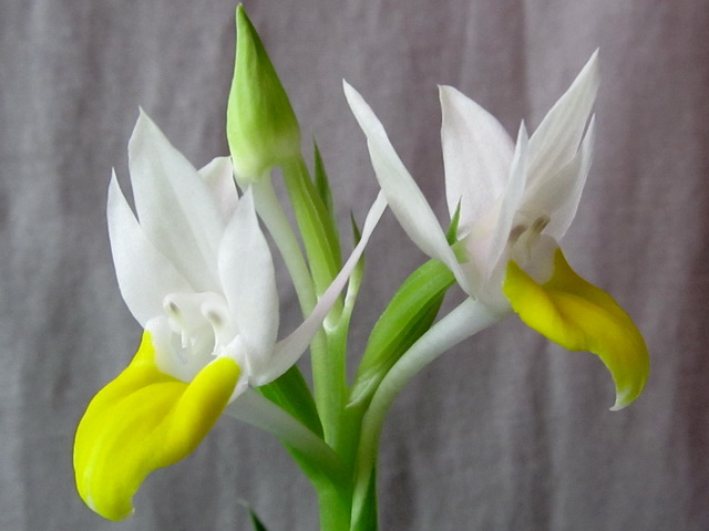 Pecteilis sagarikii