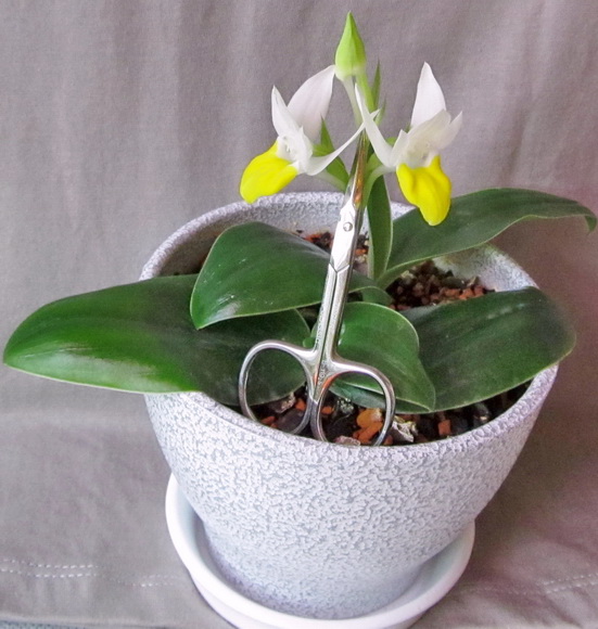 Pecteilis sagarikii
