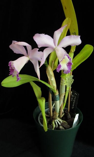 L.purpurata hybrid