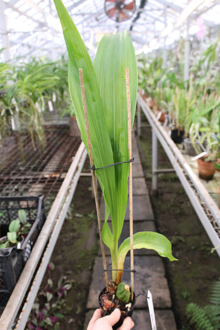 Lycaste Cherish.jpg