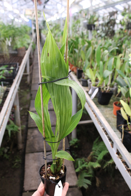 Lycaste Sunray.jpg