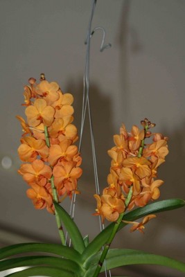 IMG_0079´.jpg