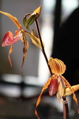 IMG_0092´.jpg