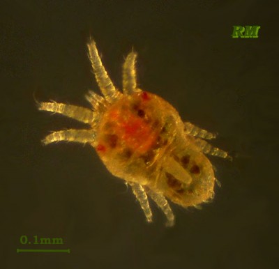 Brevipalpus-obovatus-12.jpg