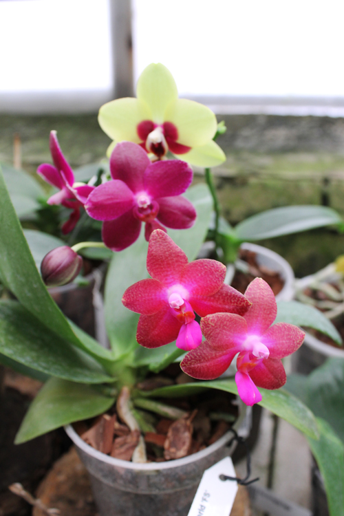 Phalaenopsis.jpg