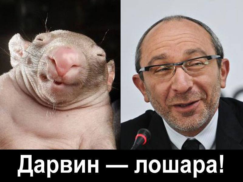 гепа.jpg