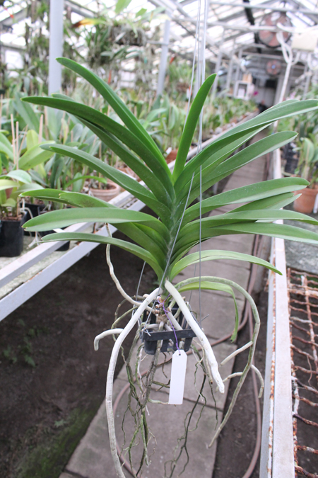 Vanda Manuvadee.jpg