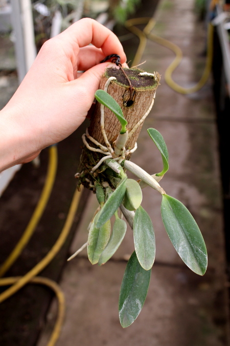 Laelia pumila.JPG