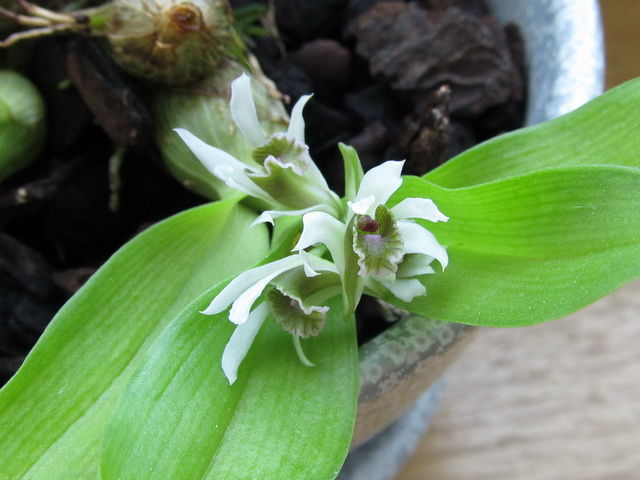 Dendrobium peguanum