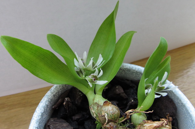 Dendrobium peguanum