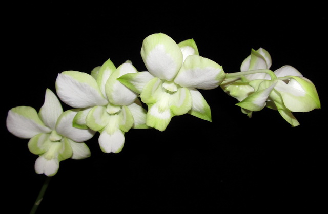 Den. Liberty White