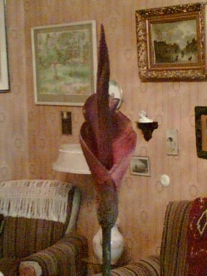Image(175).jpg