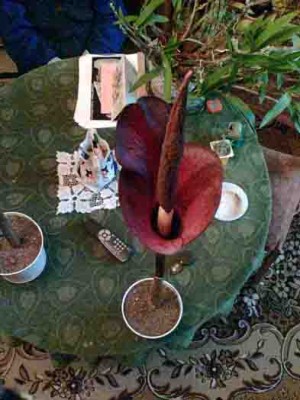 Image(177).jpg