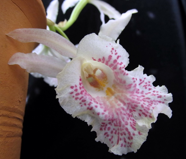 Trichopilia suavis